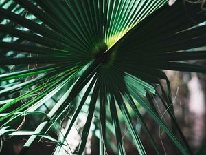 Preview wallpaper leaves, plant, green, shadow
