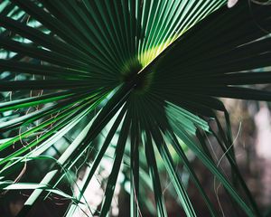 Preview wallpaper leaves, plant, green, shadow