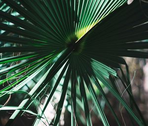 Preview wallpaper leaves, plant, green, shadow