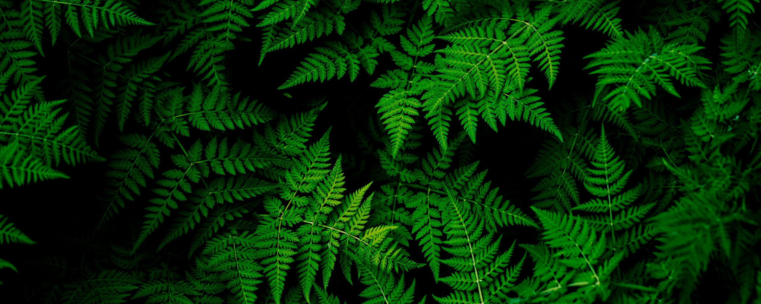 Leaves Plant Green 118405 2560x1024 