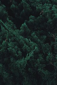 Preview wallpaper leaves, plant, green, branches