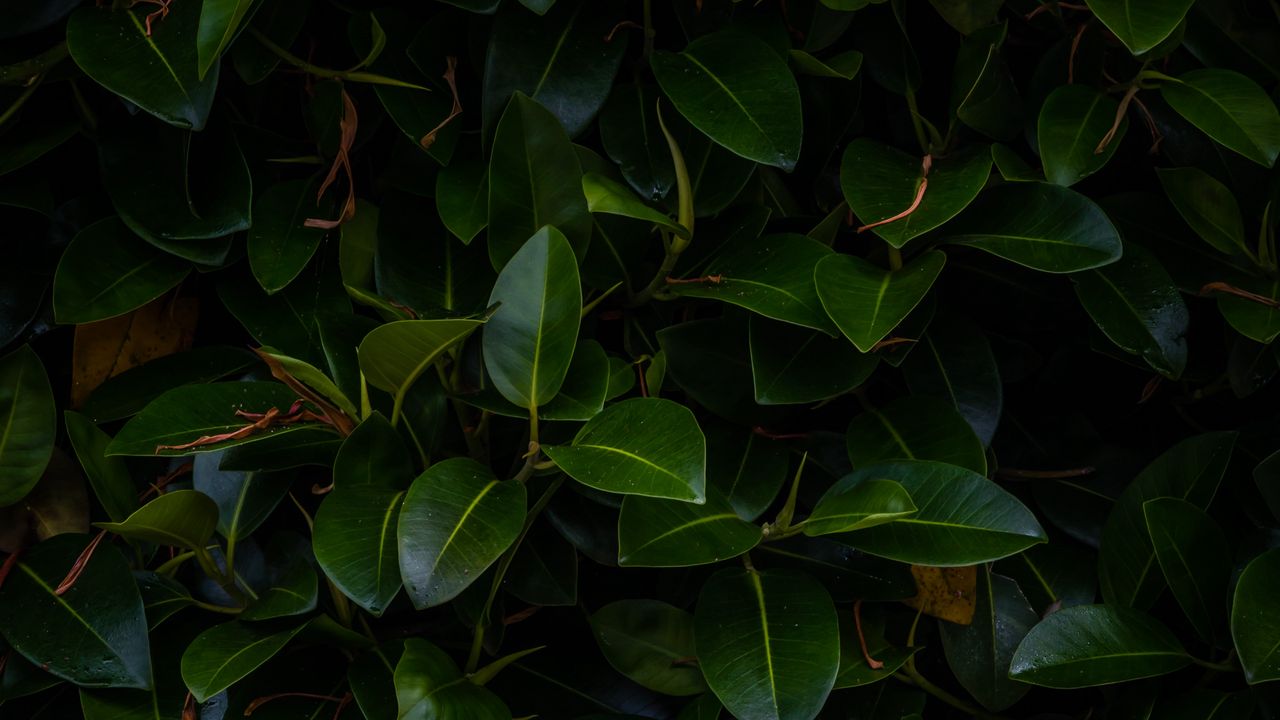 Wallpaper leaves, plant, green, dark, branches