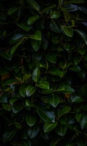 Preview wallpaper leaves, plant, green, dark, branches