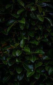 Preview wallpaper leaves, plant, green, dark, branches