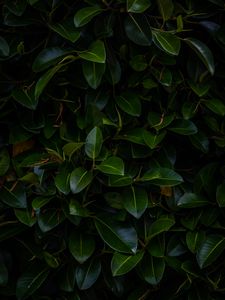 Preview wallpaper leaves, plant, green, dark, branches
