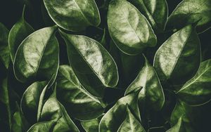 Preview wallpaper leaves, plant, green, glitter