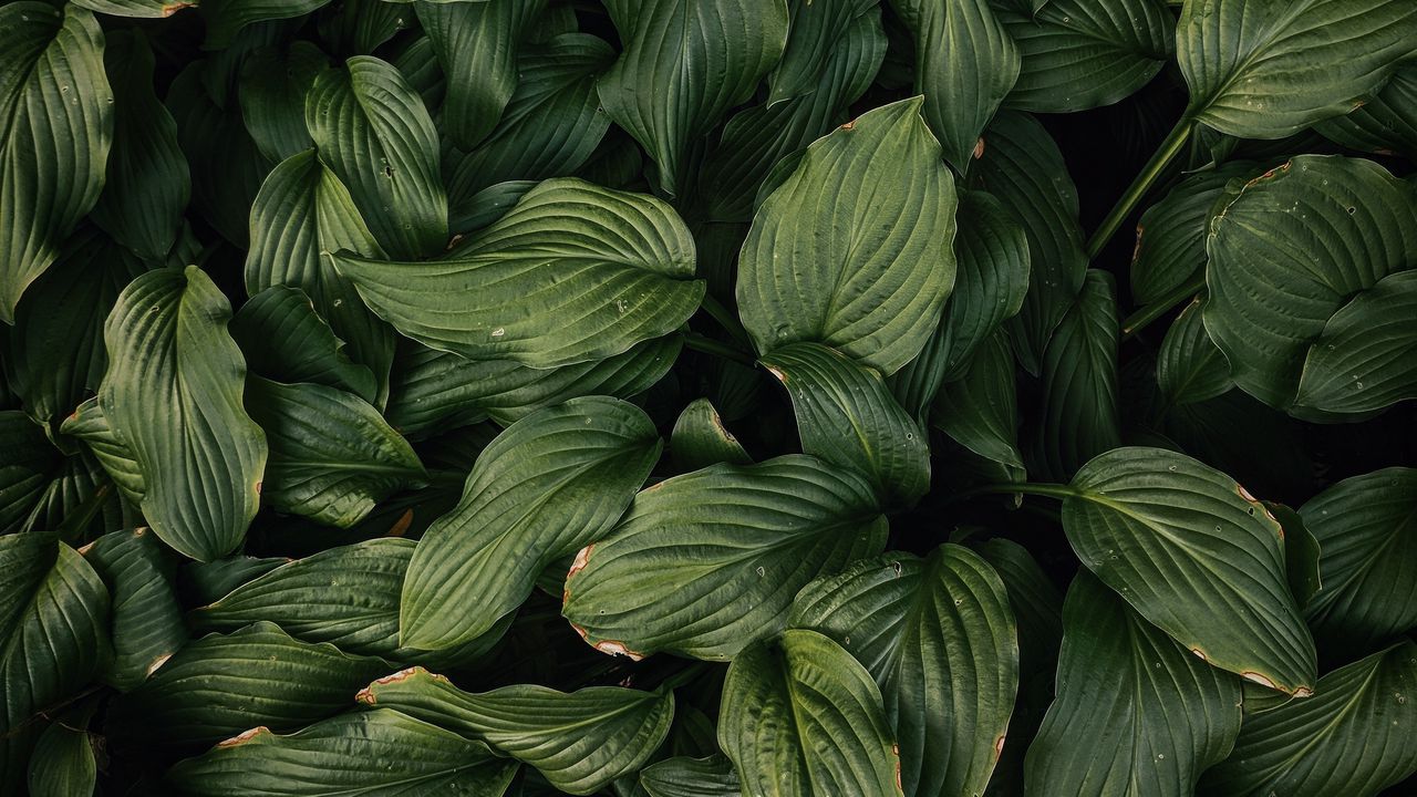 Wallpaper leaves, plant, green, dark green