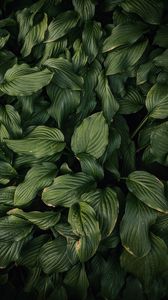 Preview wallpaper leaves, plant, green, dark green