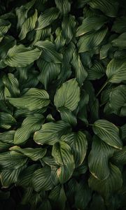 Preview wallpaper leaves, plant, green, dark green