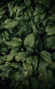 Preview wallpaper leaves, plant, green, dark green