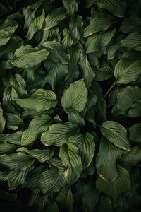 Preview wallpaper leaves, plant, green, dark green