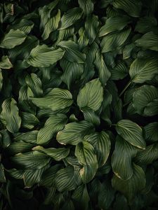 Preview wallpaper leaves, plant, green, dark green