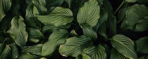 Preview wallpaper leaves, plant, green, dark green