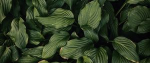 Preview wallpaper leaves, plant, green, dark green