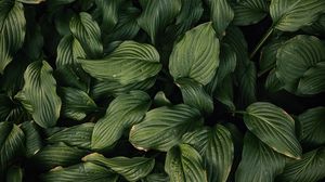 Preview wallpaper leaves, plant, green, dark green