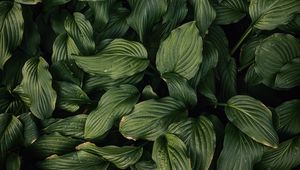 Preview wallpaper leaves, plant, green, dark green