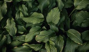 Preview wallpaper leaves, plant, green, dark green