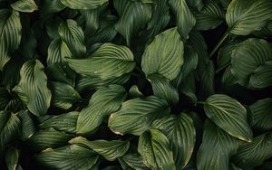 Preview wallpaper leaves, plant, green, dark green