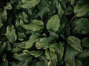 Preview wallpaper leaves, plant, green, dark green