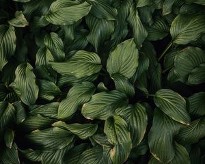 Preview wallpaper leaves, plant, green, dark green