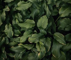 Preview wallpaper leaves, plant, green, dark green