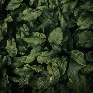 Preview wallpaper leaves, plant, green, dark green