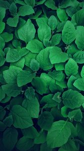 Preview wallpaper leaves, plant, green, greens, vegetation