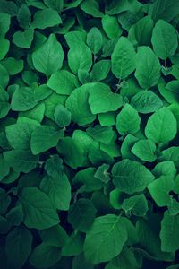 Preview wallpaper leaves, plant, green, greens, vegetation