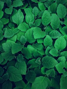 Preview wallpaper leaves, plant, green, greens, vegetation