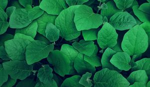 Preview wallpaper leaves, plant, green, greens, vegetation