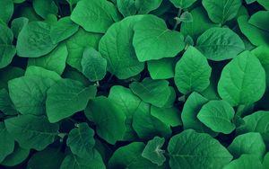 Preview wallpaper leaves, plant, green, greens, vegetation