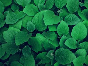 Preview wallpaper leaves, plant, green, greens, vegetation