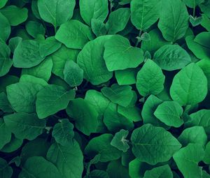 Preview wallpaper leaves, plant, green, greens, vegetation