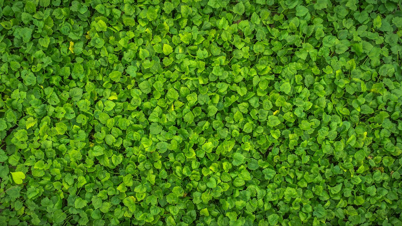 Wallpaper leaves, plant, green, bright, surface