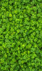 Preview wallpaper leaves, plant, green, bright, surface