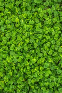 Preview wallpaper leaves, plant, green, bright, surface