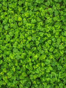 Preview wallpaper leaves, plant, green, bright, surface