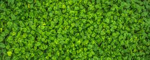 Preview wallpaper leaves, plant, green, bright, surface