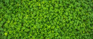 Preview wallpaper leaves, plant, green, bright, surface