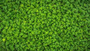 Preview wallpaper leaves, plant, green, bright, surface