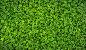 Preview wallpaper leaves, plant, green, bright, surface