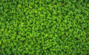 Preview wallpaper leaves, plant, green, bright, surface