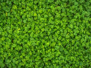 Preview wallpaper leaves, plant, green, bright, surface