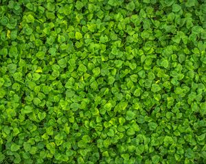 Preview wallpaper leaves, plant, green, bright, surface