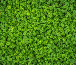 Preview wallpaper leaves, plant, green, bright, surface