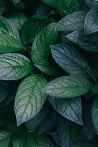 Preview wallpaper leaves, plant, green, bush, branches
