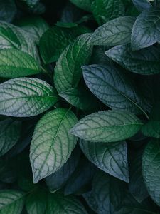 Preview wallpaper leaves, plant, green, bush, branches