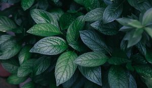Preview wallpaper leaves, plant, green, bush, branches
