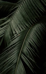 Preview wallpaper leaves, plant, green, dark, botanical garden