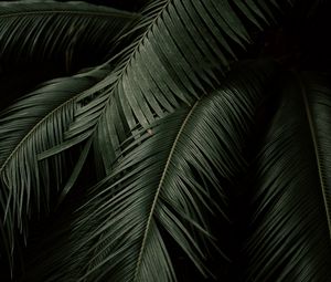 Preview wallpaper leaves, plant, green, dark, botanical garden